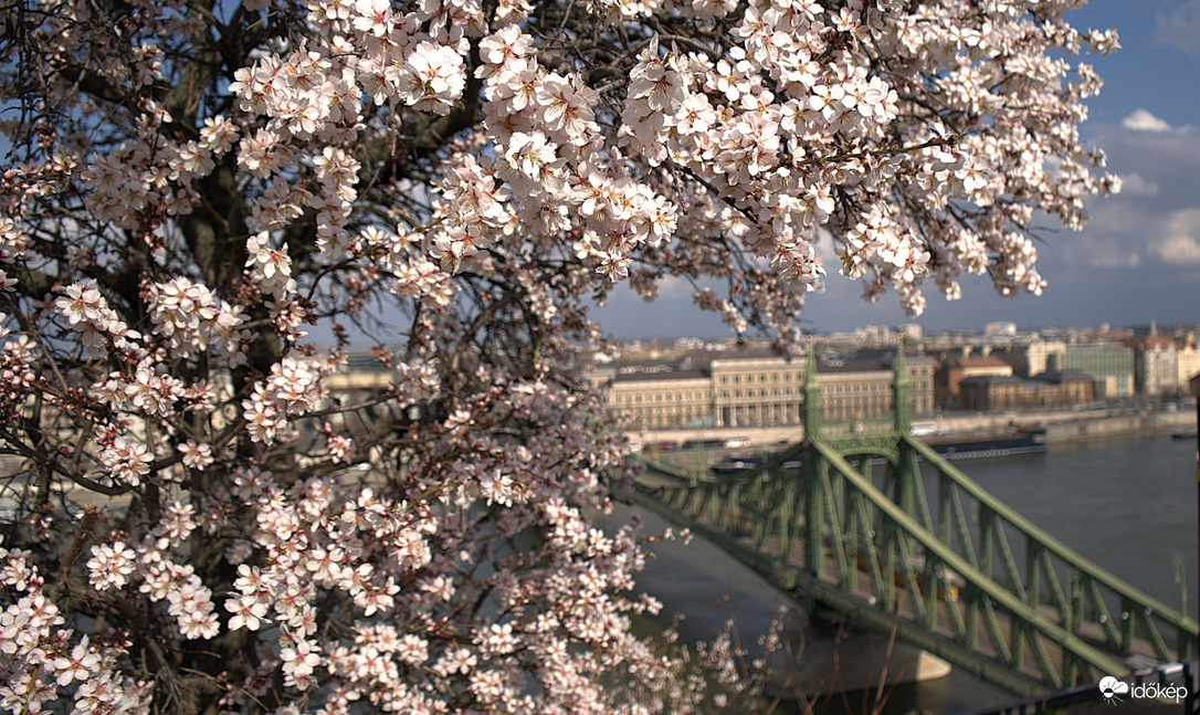 És... virágba borult a cseresznyefa