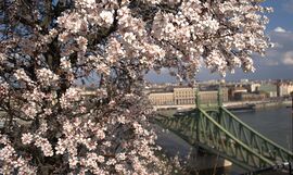 És... virágba borult a cseresznyefa