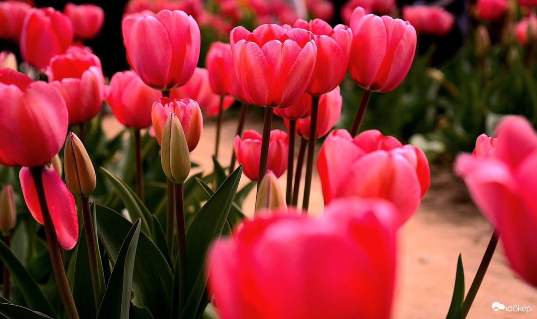 Kőröshegyi Tulipánmező