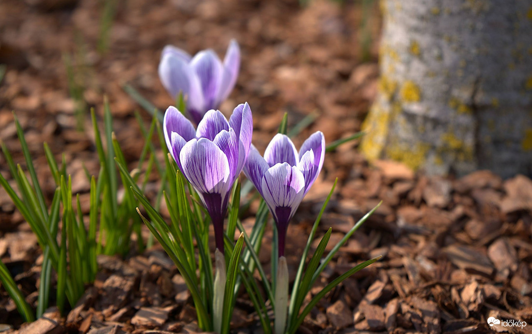 Még egy kis sáfrány