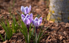 Még egy kis sáfrány