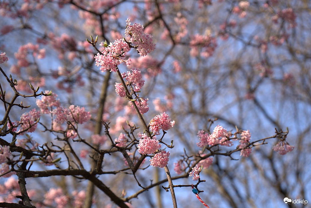 Tavaszodik a Margitszigeten