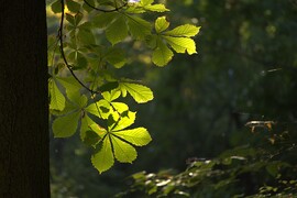 vadgesztenyefa