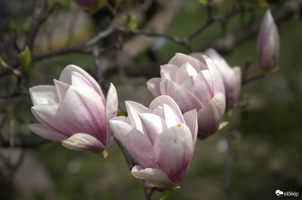 Magnólia