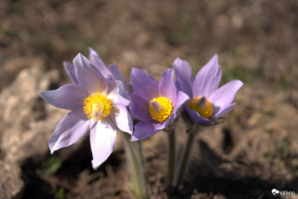 Nyílik a leánykökörcsin