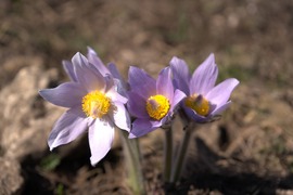 Nyílik a leánykökörcsin