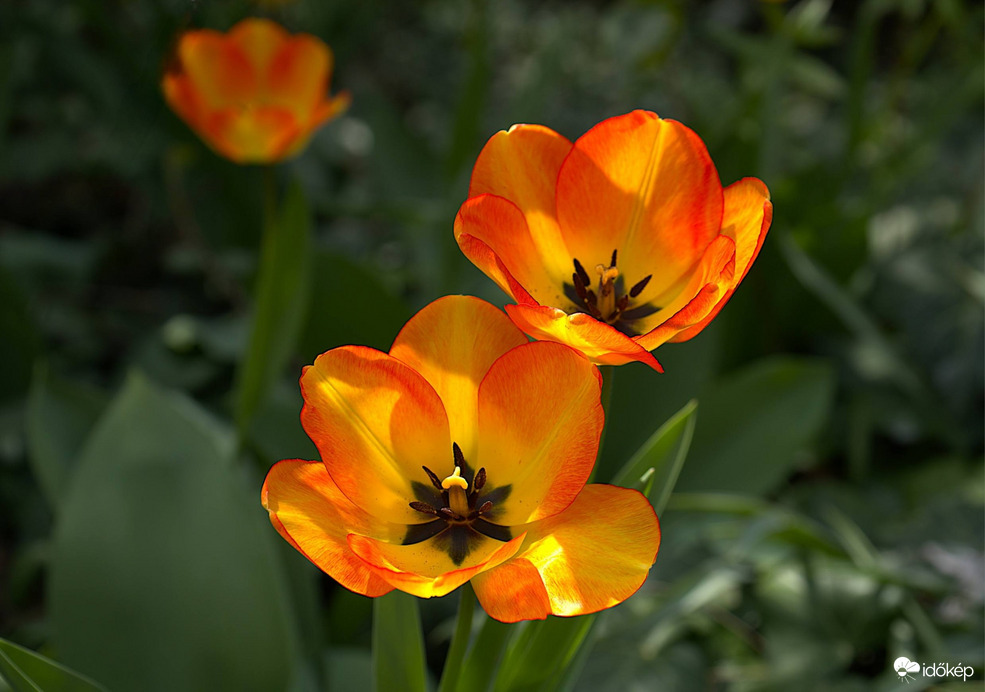 Tulipán-virágzás