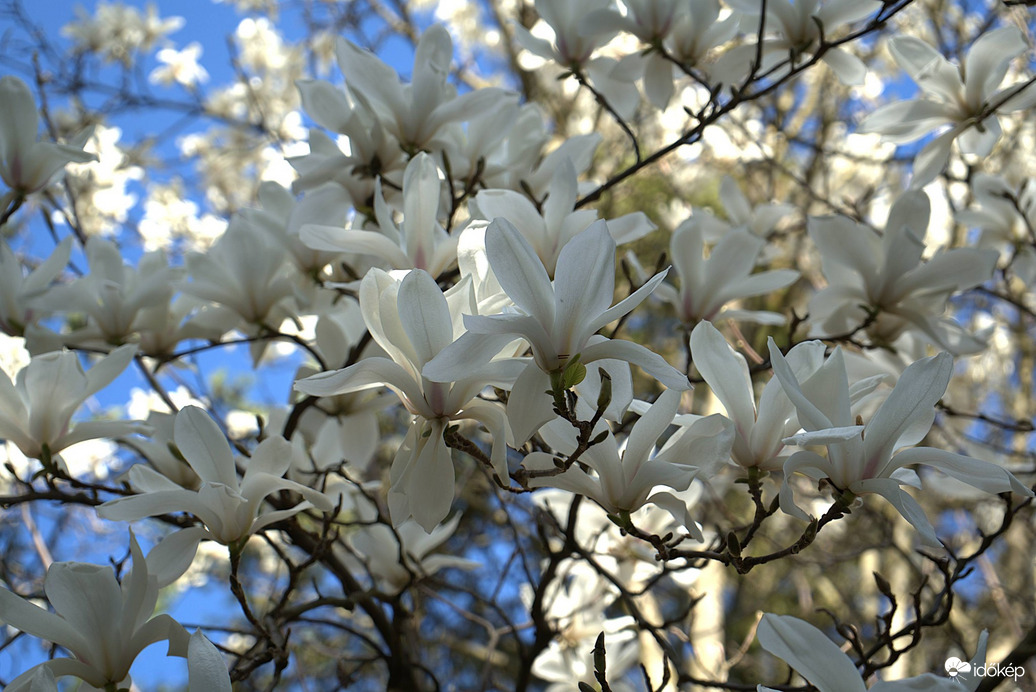 Fehér magnólia