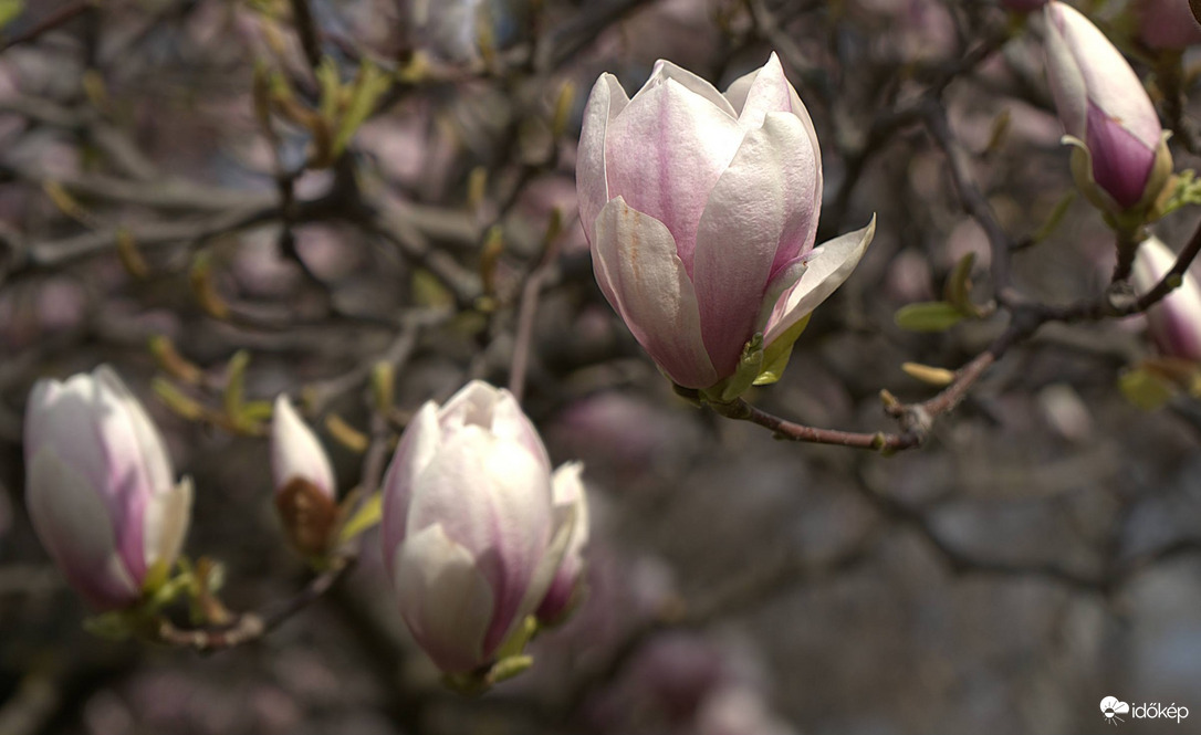 Magnólia