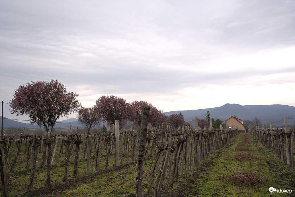 Vérszilvafák borús időben