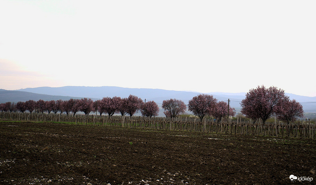 Vérszilva fasor borús időben