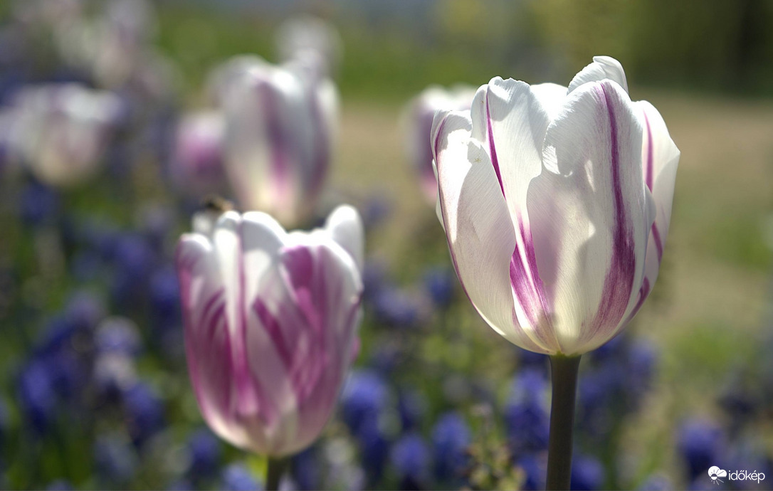 És még mindig virágoznak