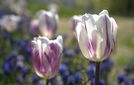 És még mindig virágoznak