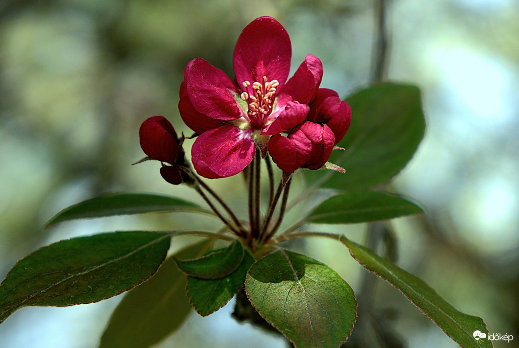 Virágba borultak a fák