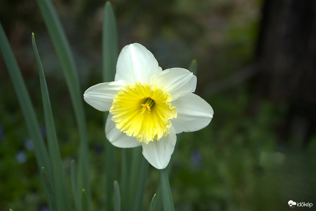 Nárcisz