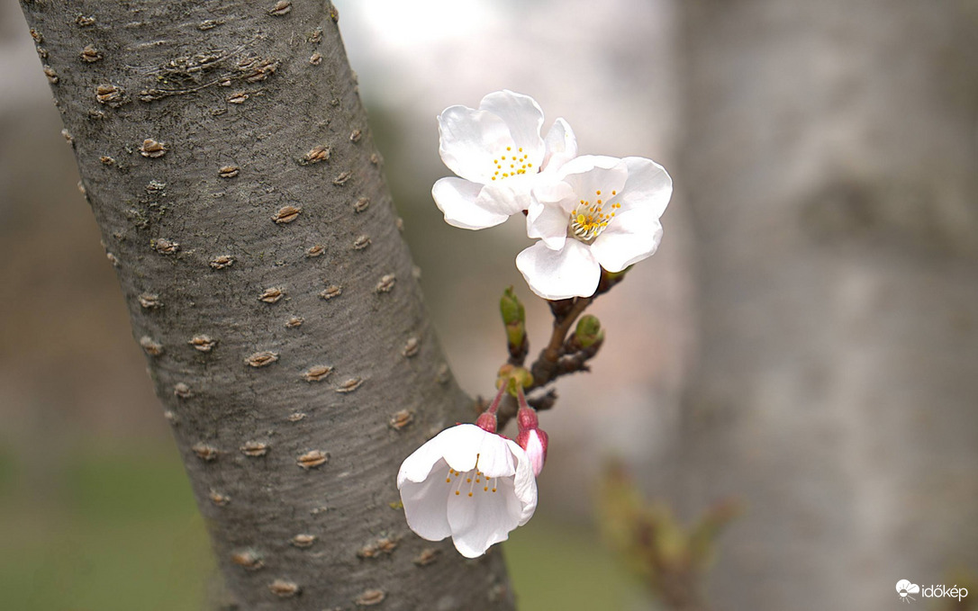 Virágzik a japán cseresznyefa