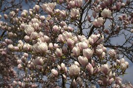 Magnólia virágzás