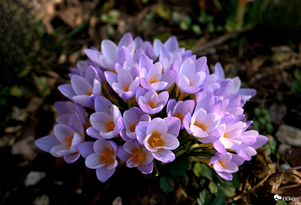 Egy csokor krókusz