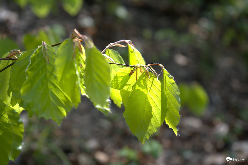 Semmi extra, csak levelek :) 