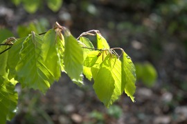 Semmi extra, csak levelek :) 