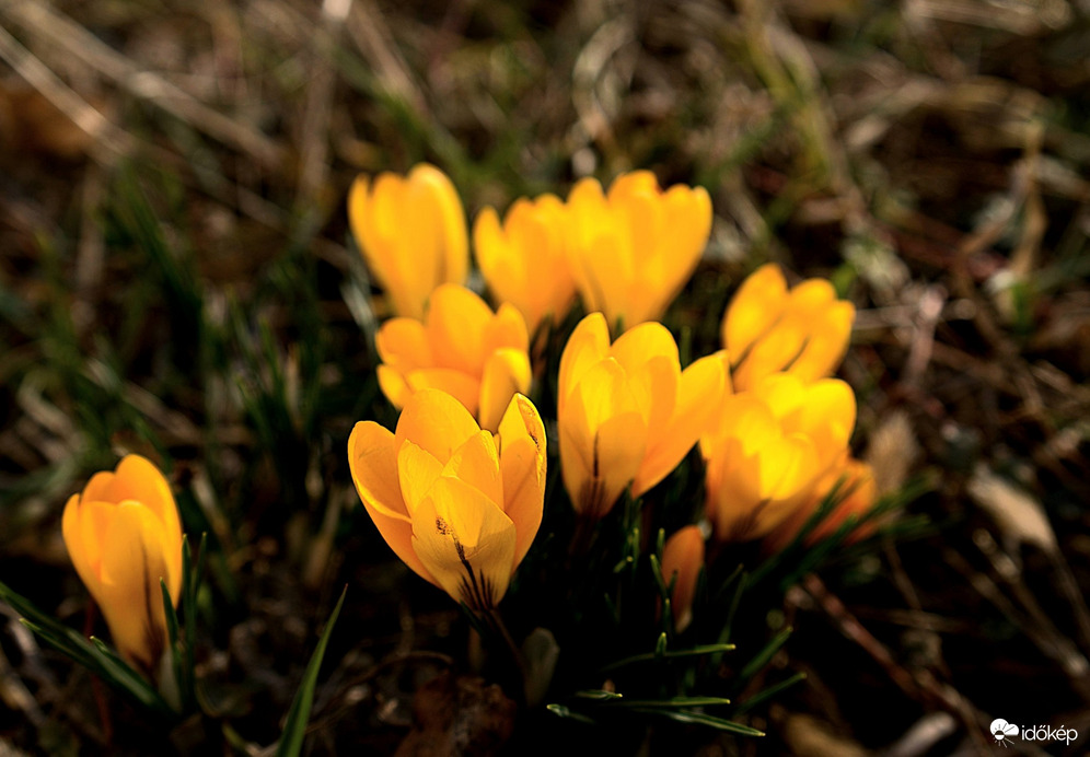 Krókusz az út szélén