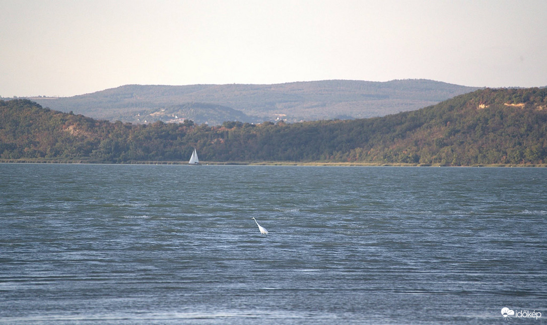 Lézengő kócsag 