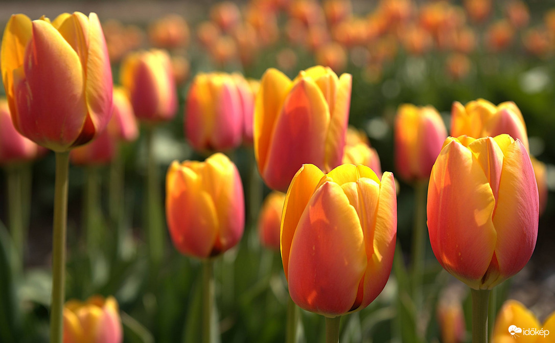 Tulipánok minden mennyiségben