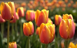 Tulipánok minden mennyiségben