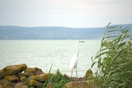 Figyelő :)