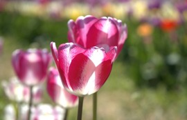 Tulipánmező