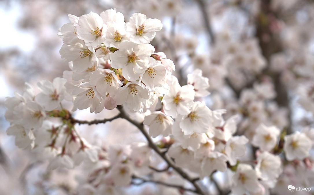 Teljes pompában a japán cseresznyefa