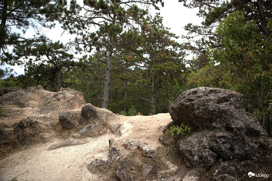 Erdő