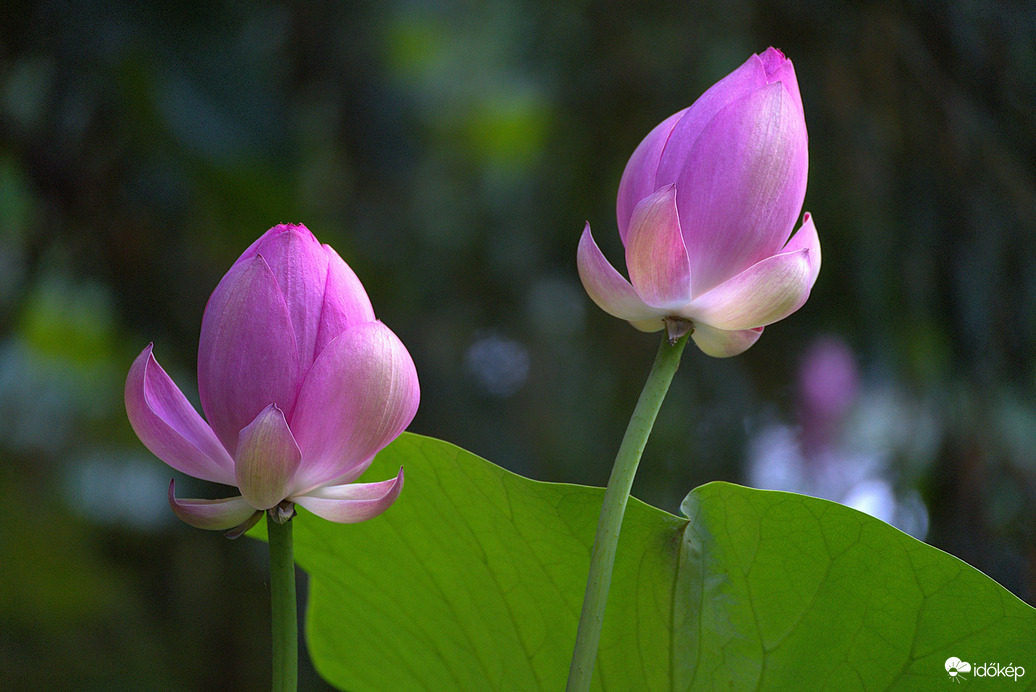 Nelumbo nucifera