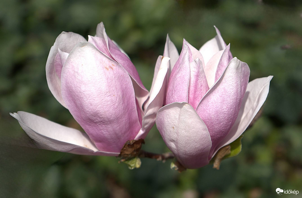 Kinyíltak a magnóliák