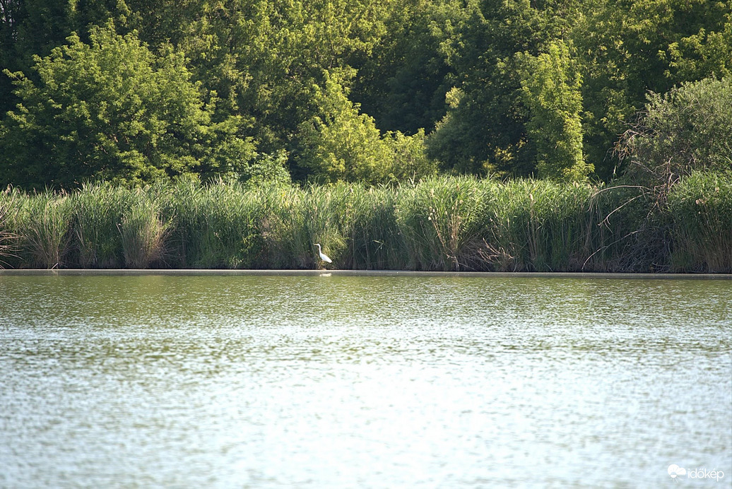 Kócsag a távolban