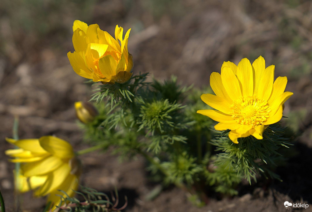 Nyílnak a tavaszi héricsek