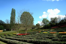 Tulipánmező