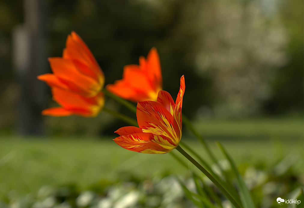 Kinyíltak a tulipánok
