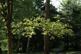 Levelek