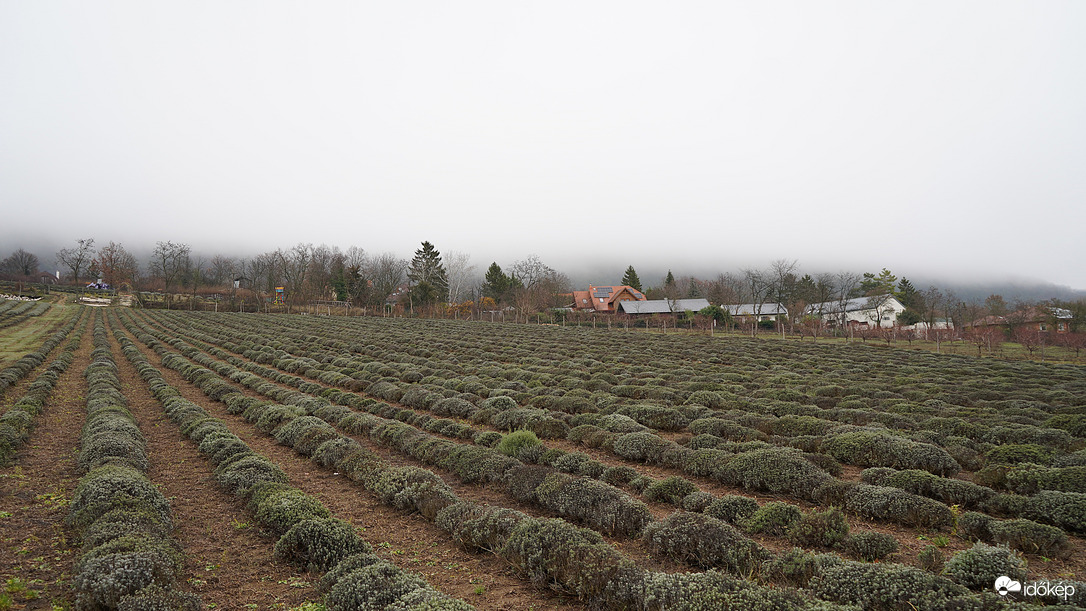 Téli pihenő a levendulamezőn