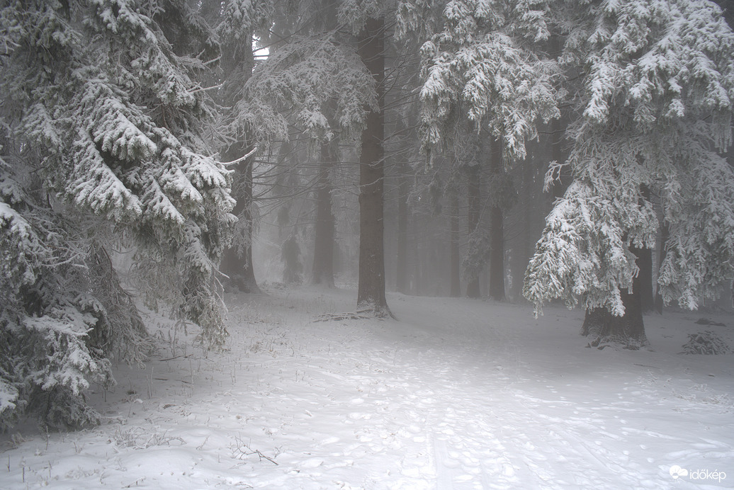 Betekintés az erdőbe :)))
