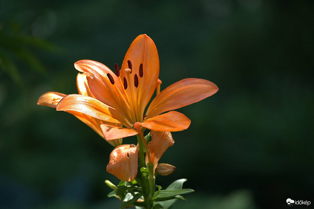 Liliom