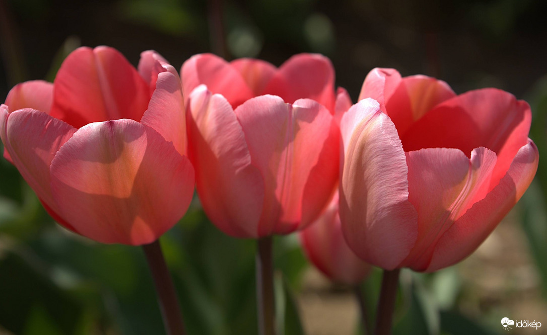 Tulipán szezon