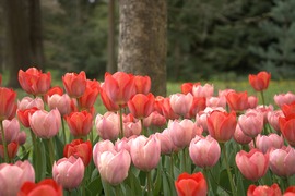 Tulipánmező