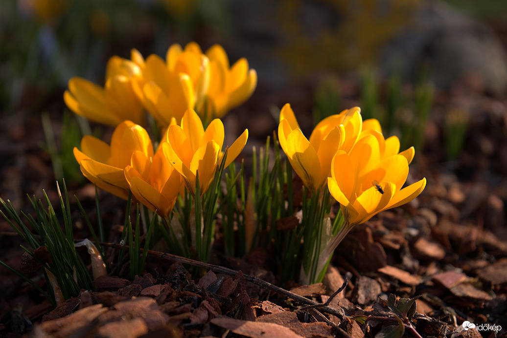 Sárga krókuszok