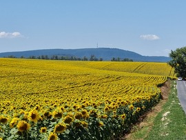 Napraforgószőnyeg