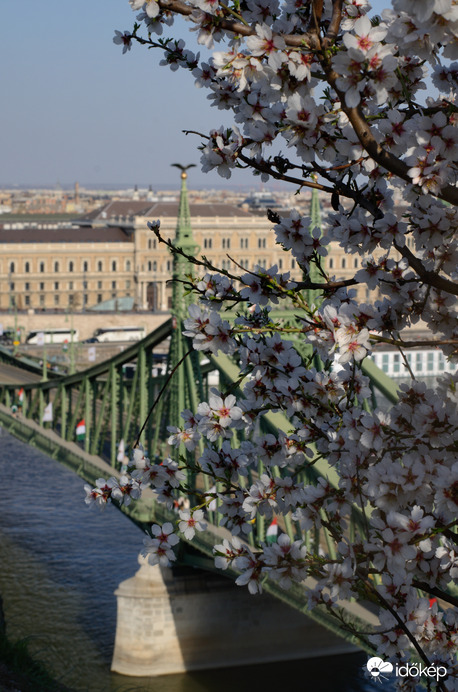 A Gellérthegy mandulafája