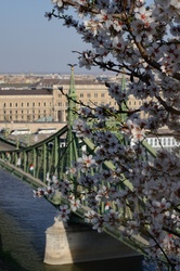 A Gellérthegy mandulafája