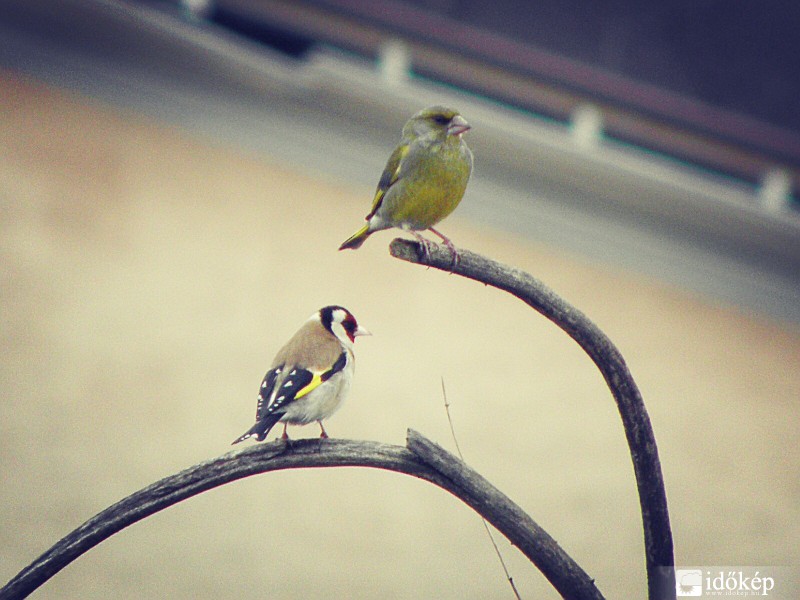 Zöldike és tengelic