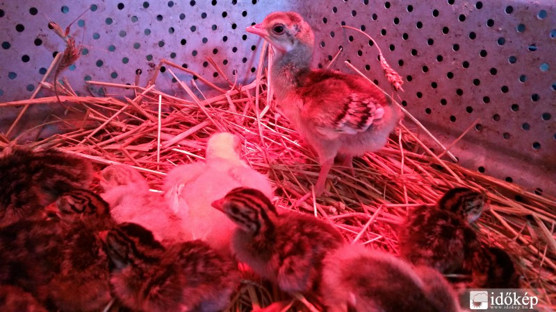 Kis pávák és gyöngytyúkok :)